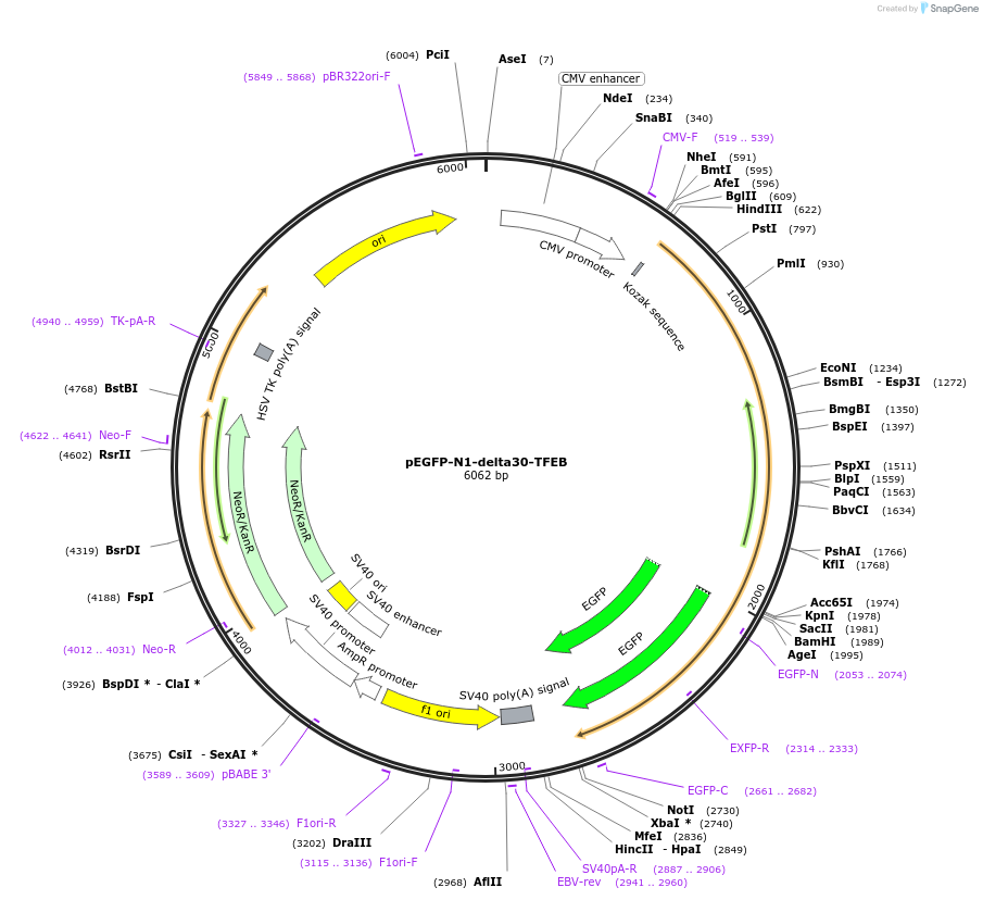 44445-plasmid-map-sequence-id-60643