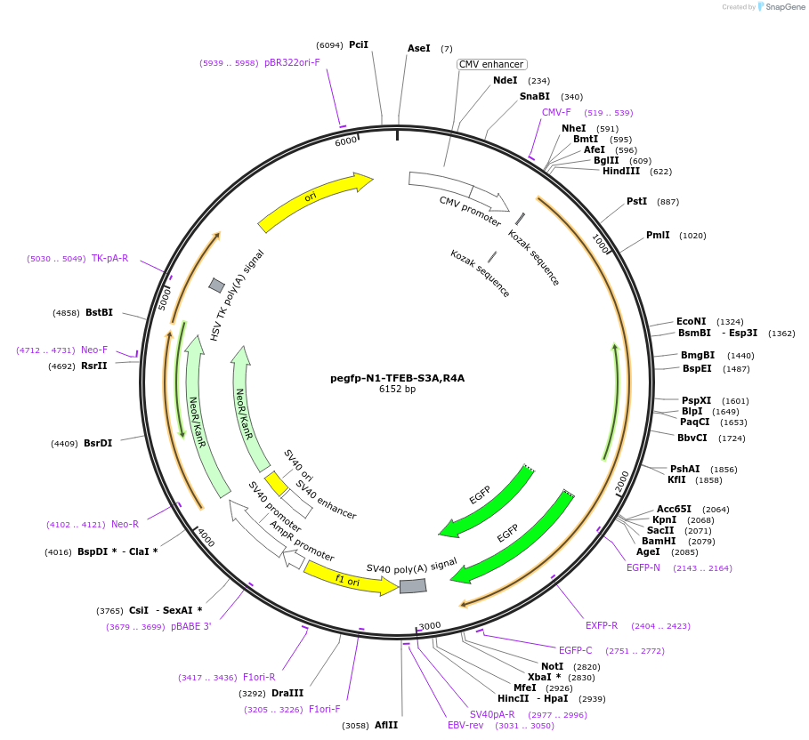 44446-plasmid-map-sequence-id-60644