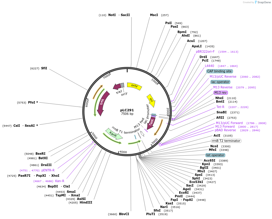 44448-plasmid-map-sequence-id-60646