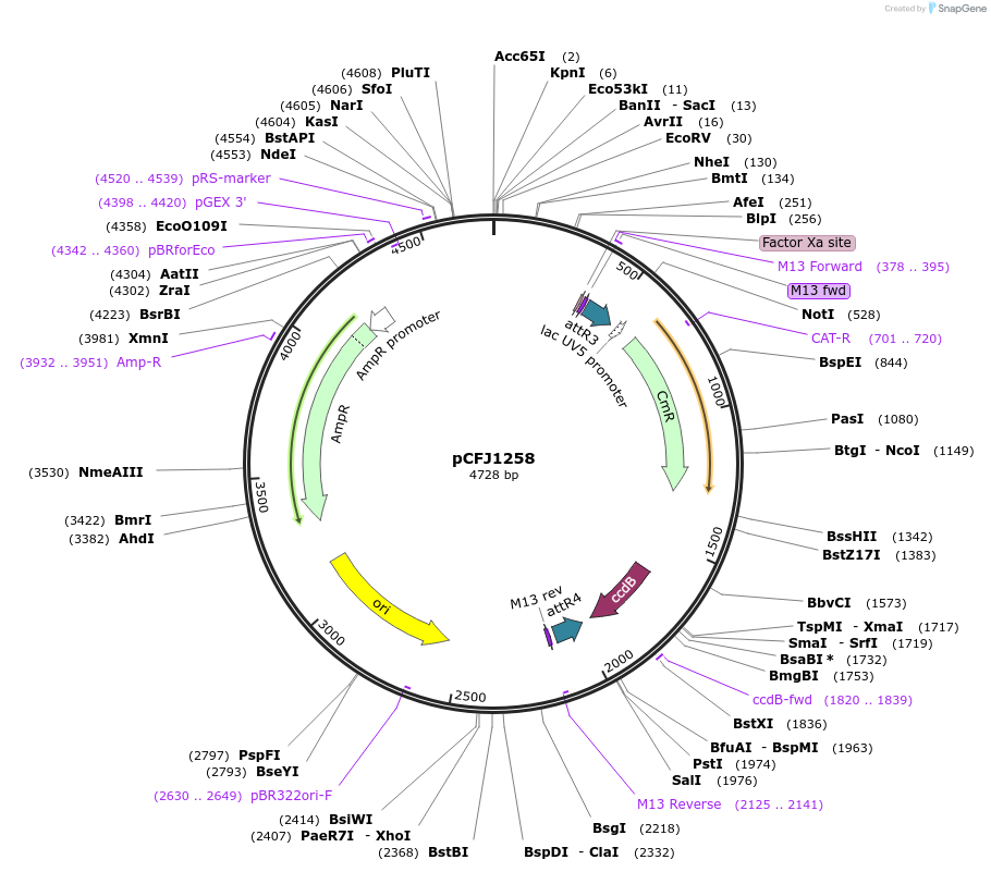44478-plasmid-map-sequence-id-60709