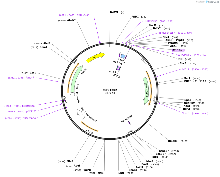 44484-plasmid-map-sequence-id-60720
