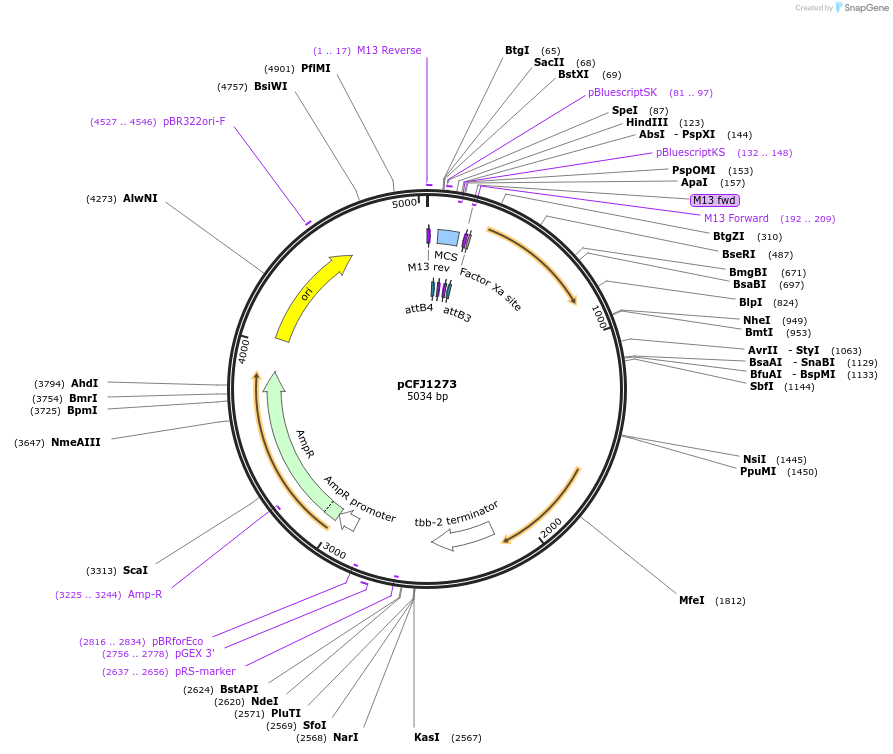 44487-plasmid-map-sequence-id-60724