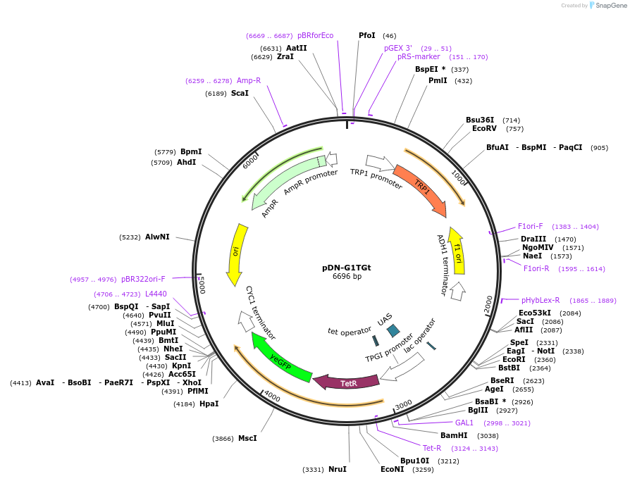 44508-plasmid-map-sequence-id-60749