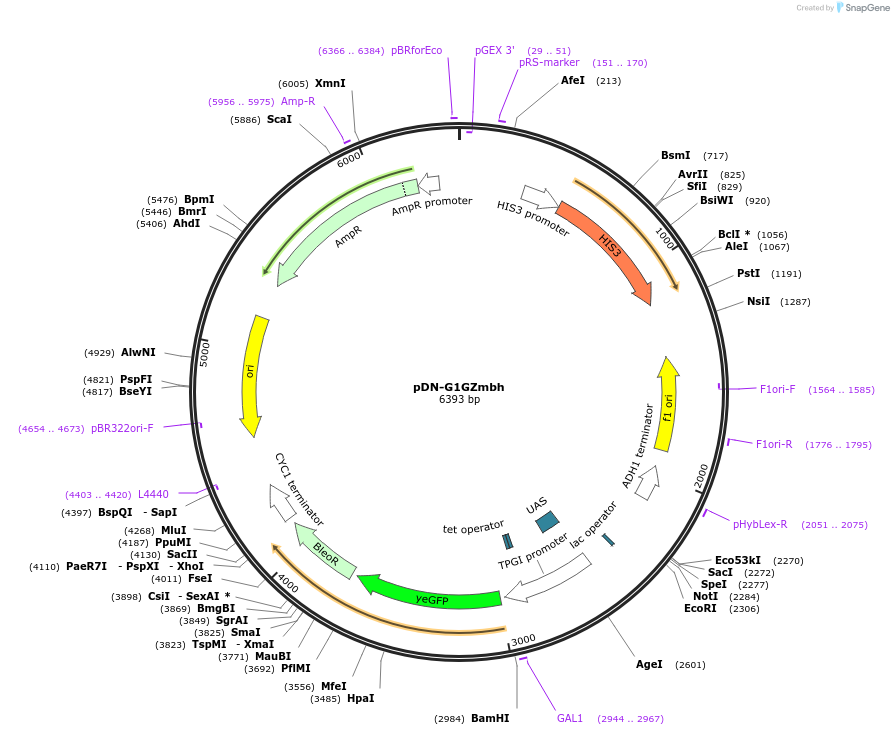 44516-plasmid-map-sequence-id-60873