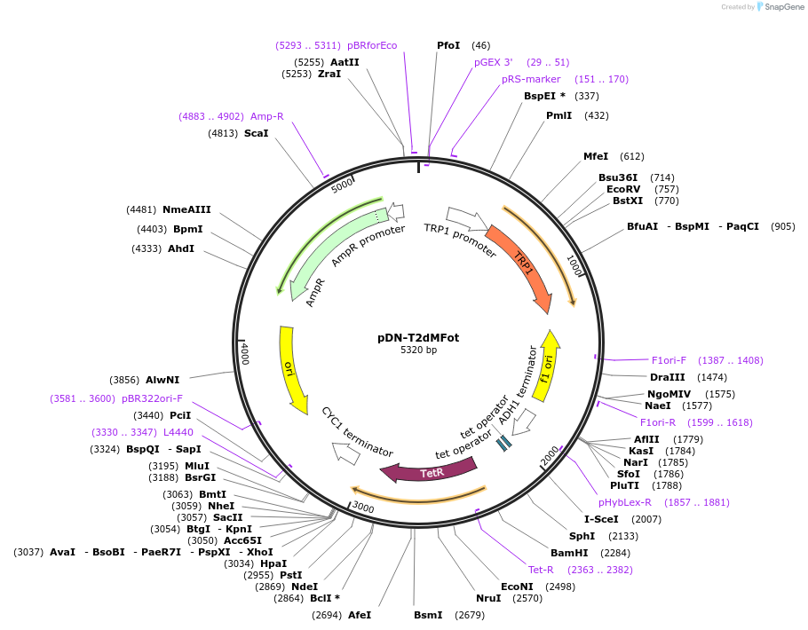 44558-plasmid-map-sequence-id-60896