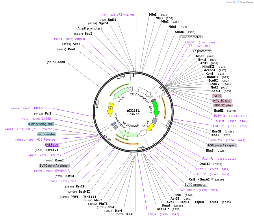 44435-plasmid-map-sequence-id-60932