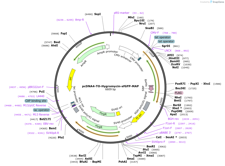 44100-plasmid-map-sequence-id-60940