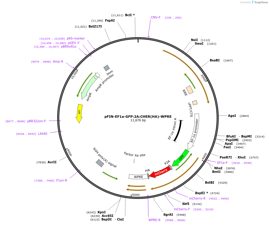 44597-plasmid-map-sequence-id-60960
