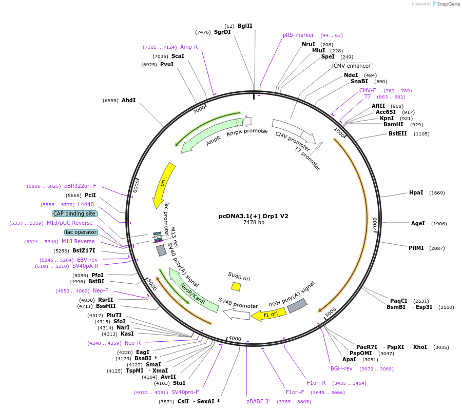 44599-plasmid-map-sequence-id-60976