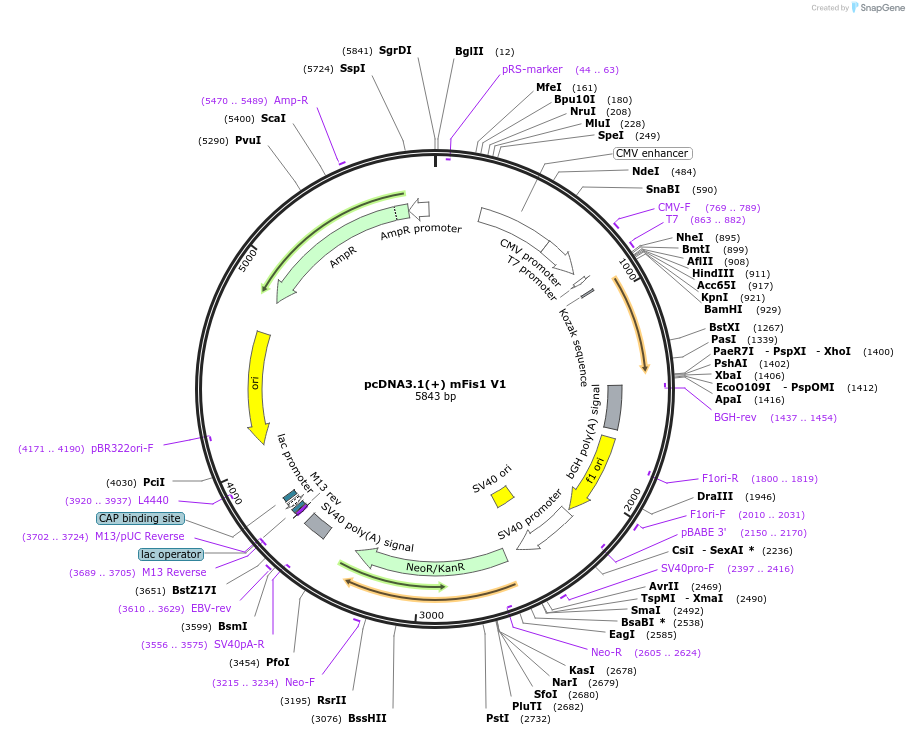 44600-plasmid-map-sequence-id-60978