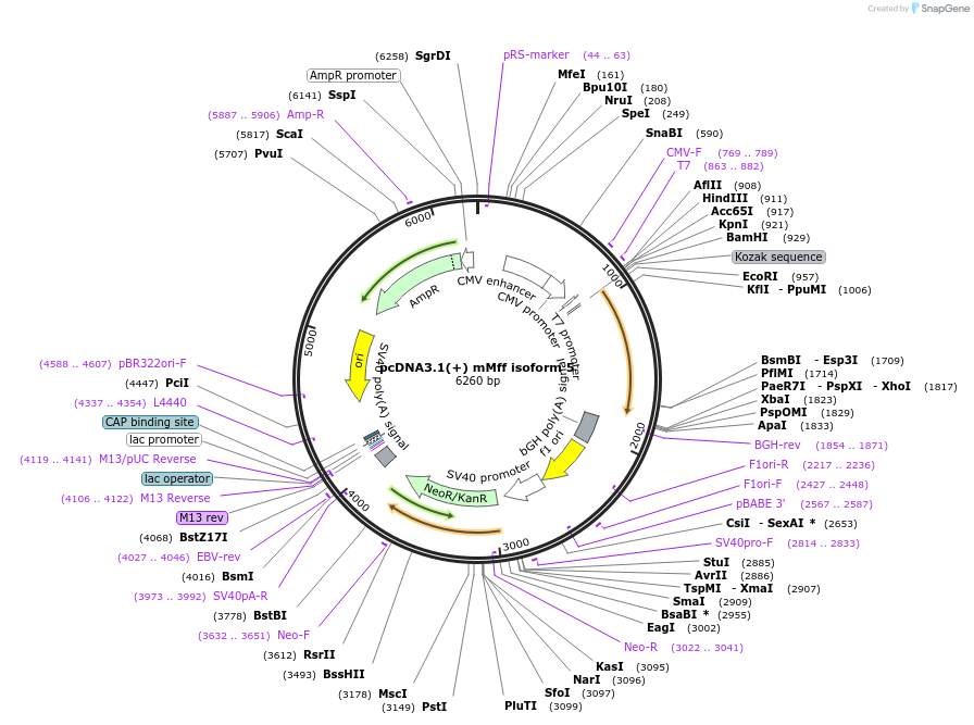 44601-plasmid-map-sequence-id-60979