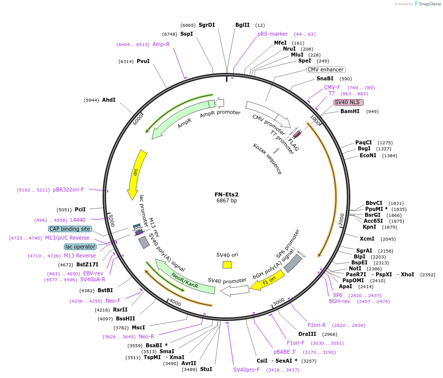 44603-plasmid-map-sequence-id-60981