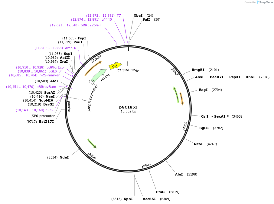 44619-plasmid-map-sequence-id-61004