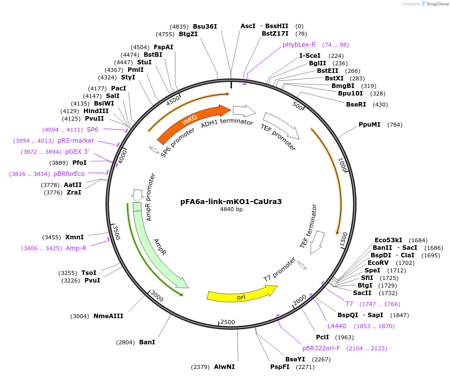 44638-plasmid-map-sequence-id-61102