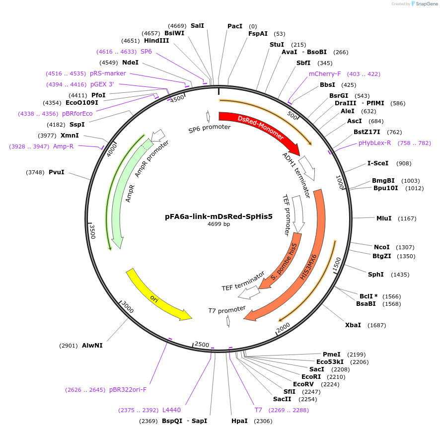 44639-plasmid-map-sequence-id-61107