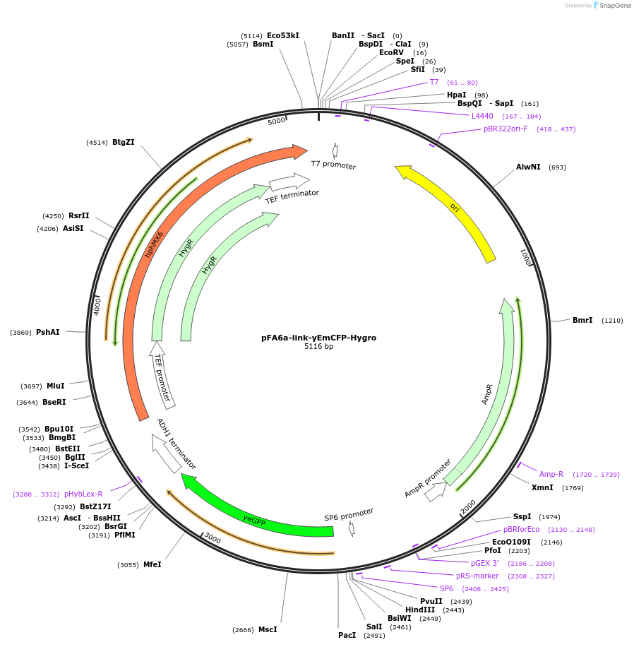 44644-plasmid-map-sequence-id-61113