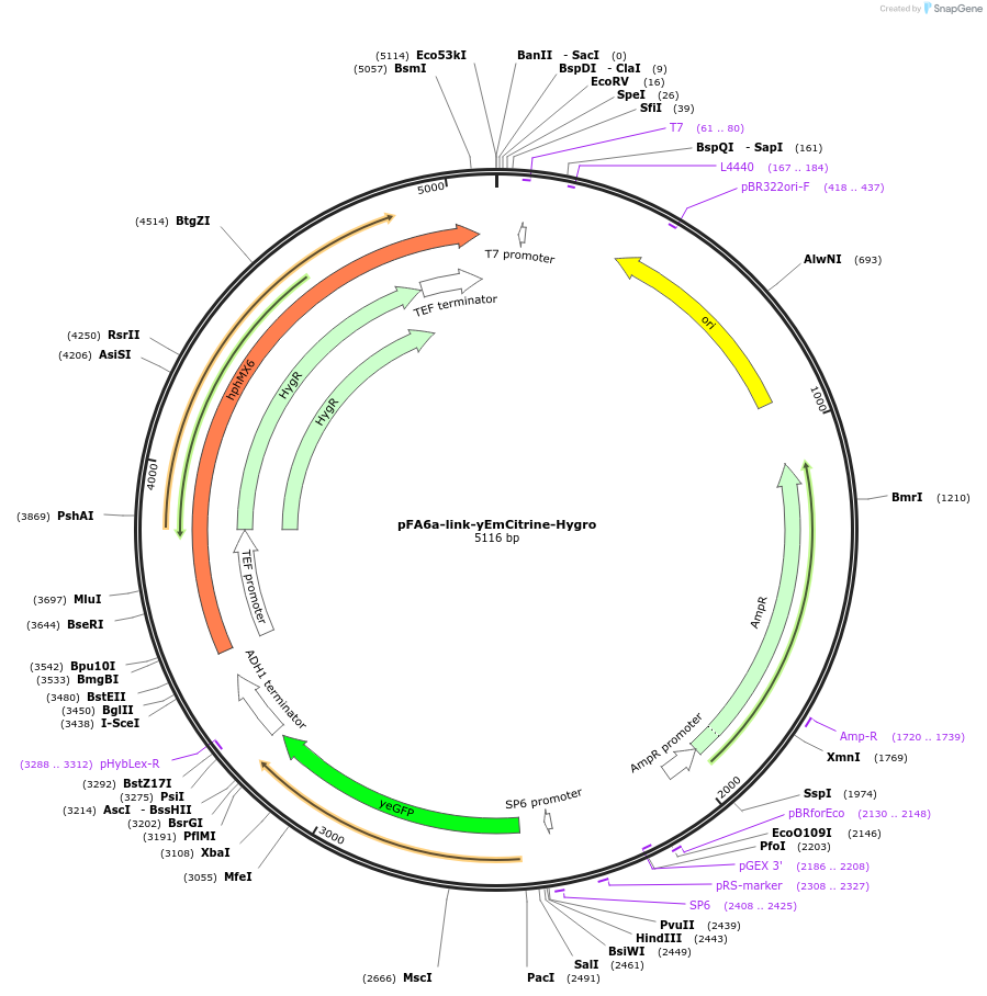 44645-plasmid-map-sequence-id-61114