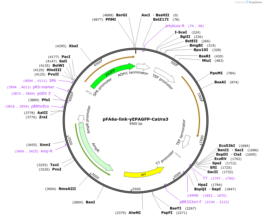 44649-plasmid-map-sequence-id-61119