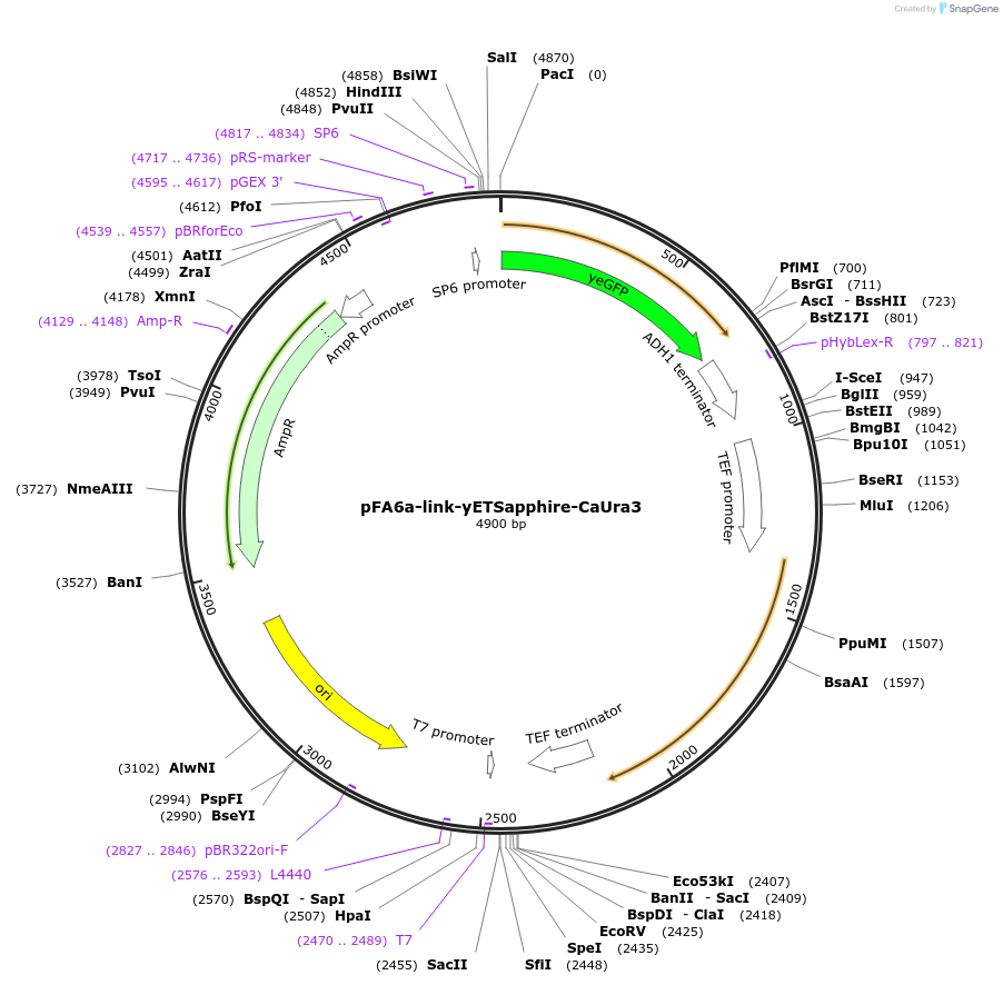 44650-plasmid-map-sequence-id-61121