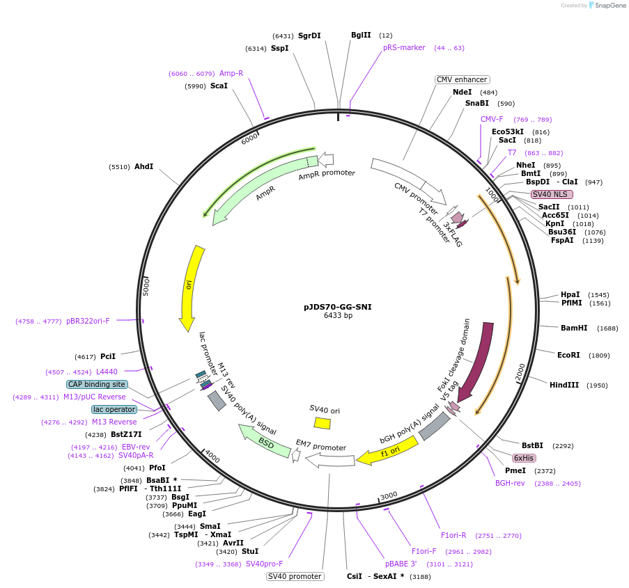 44713-plasmid-map-sequence-id-61238
