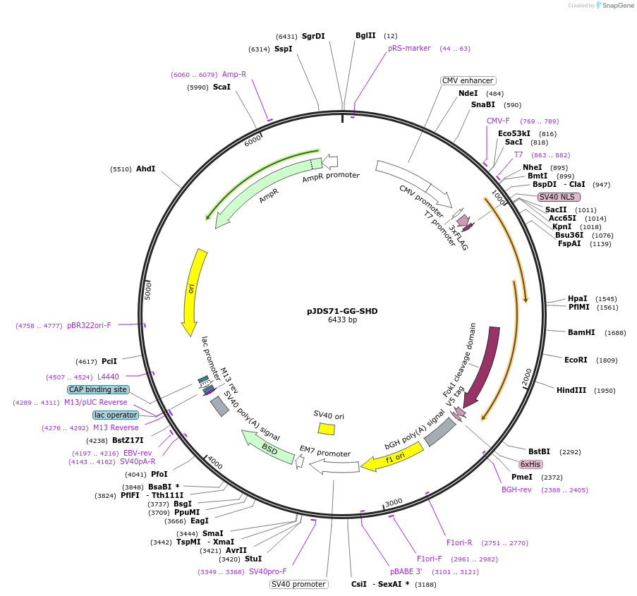 44714-plasmid-map-sequence-id-61239