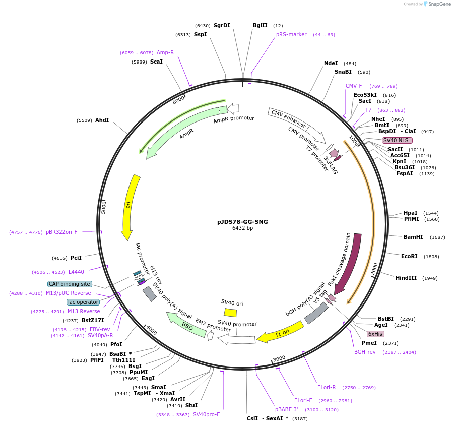 44716-plasmid-map-sequence-id-61241