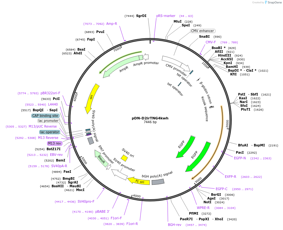 44722-plasmid-map-sequence-id-61263