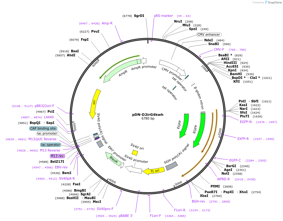 44723-plasmid-map-sequence-id-61264