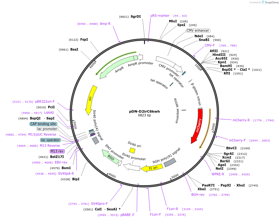 44725-plasmid-map-sequence-id-61270
