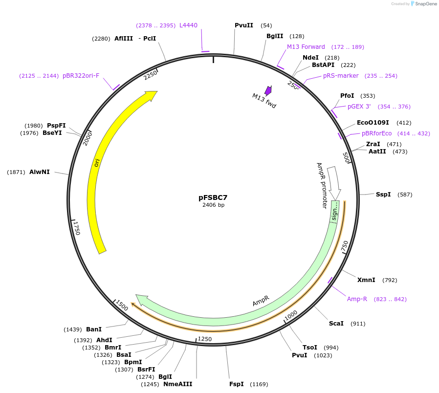 44771-plasmid-map-sequence-id-61379