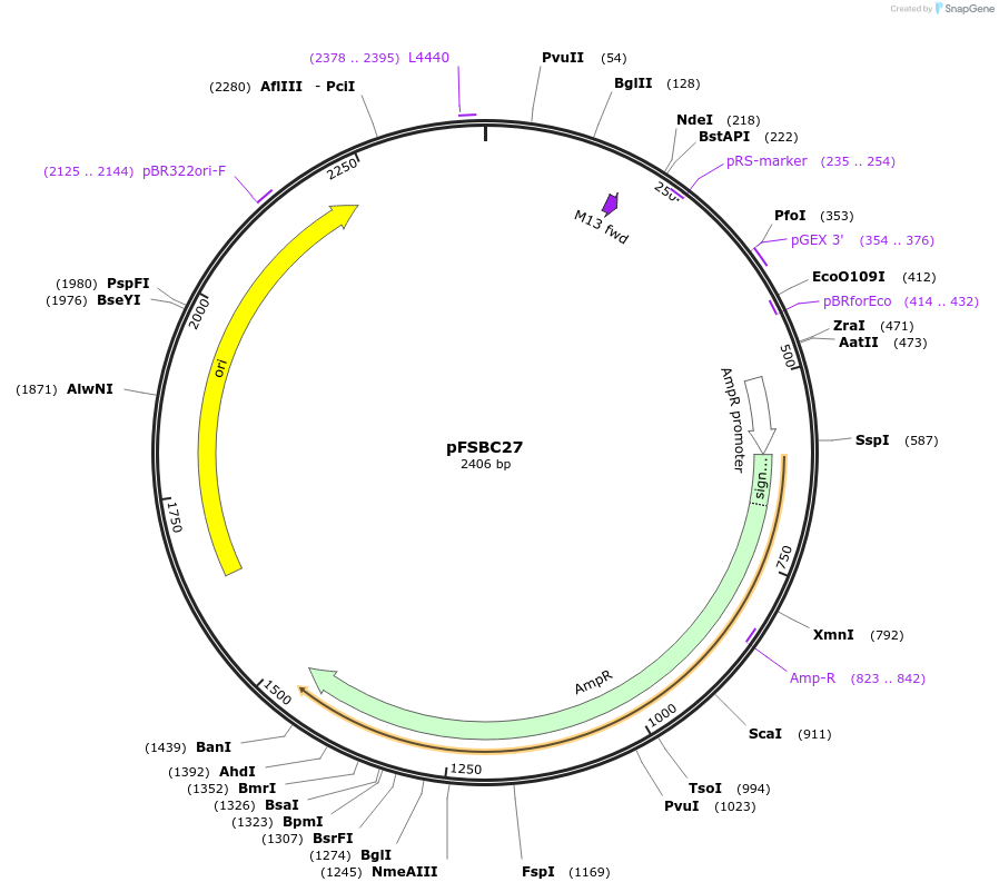 44791-plasmid-map-sequence-id-61399