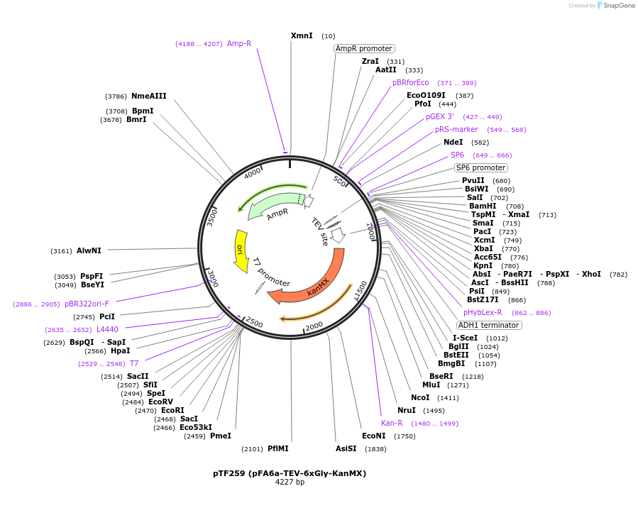 44092-plasmid-map-sequence-id-61662