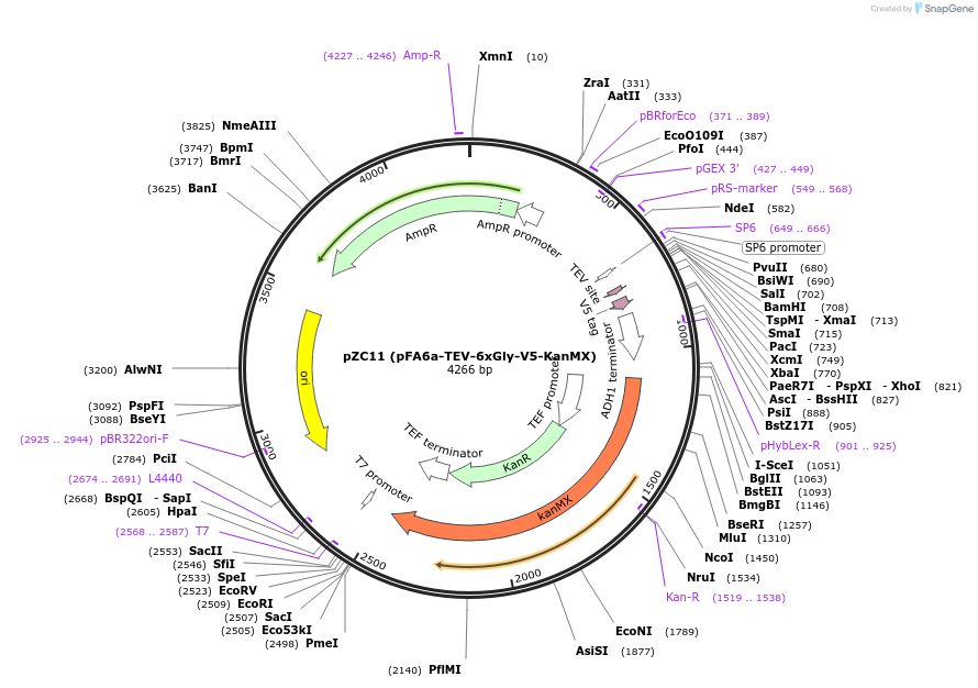 44097-plasmid-map-sequence-id-61694