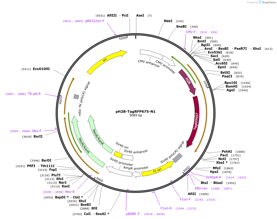44279-plasmid-map-sequence-id-61822