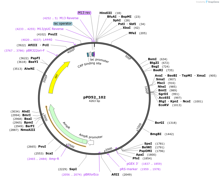 1451-plasmid-map-sequence-id-62