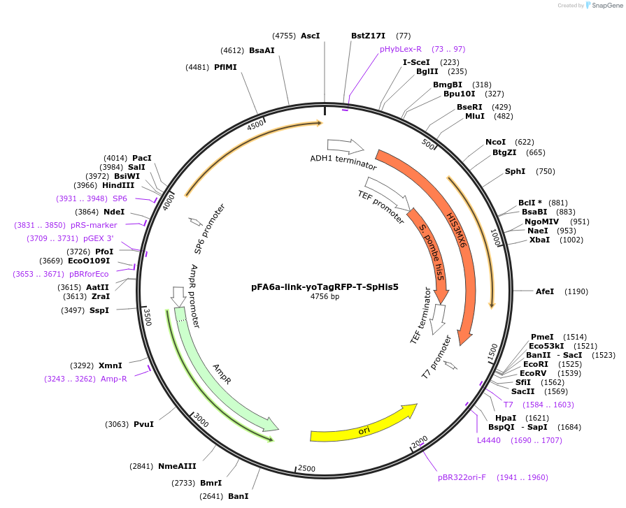 44842-plasmid-map-sequence-id-62025