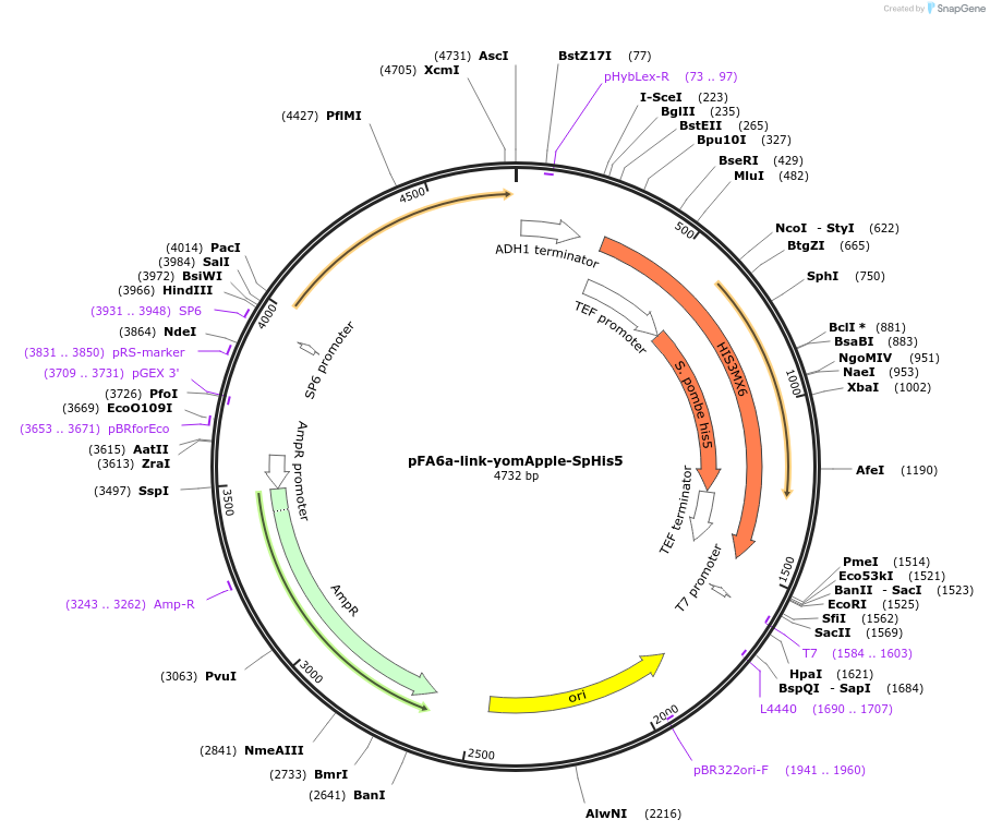 44844-plasmid-map-sequence-id-62028