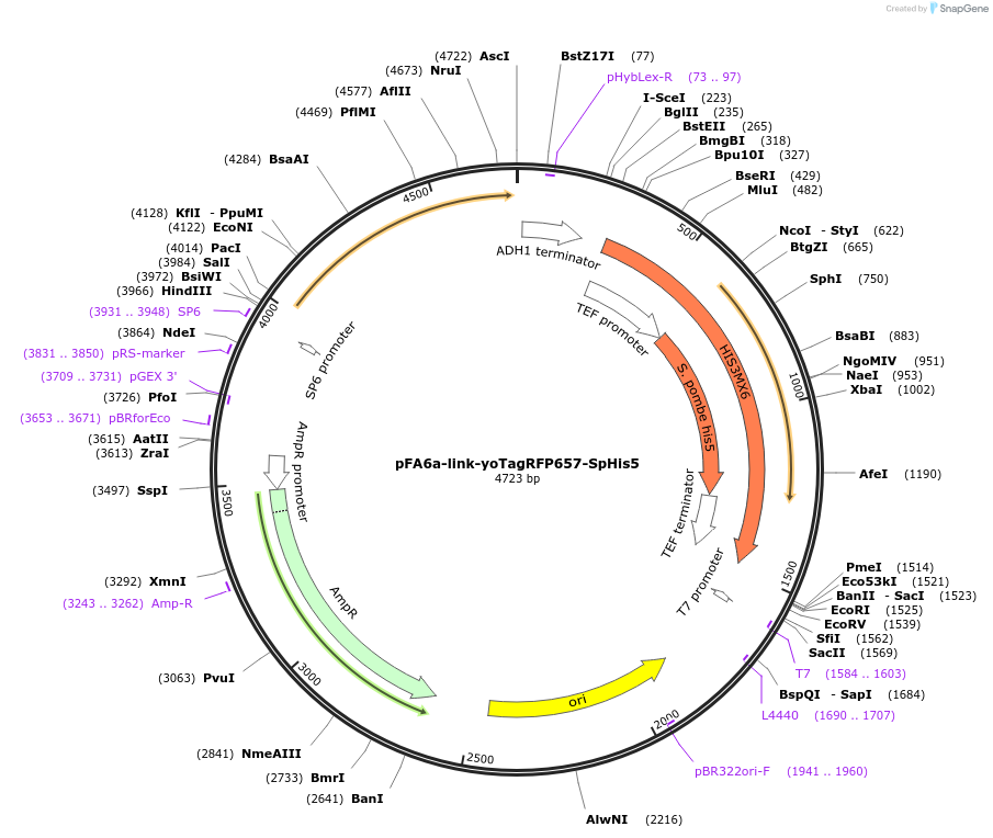 44846-plasmid-map-sequence-id-62032