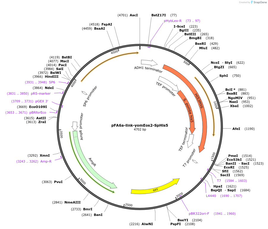 44849-plasmid-map-sequence-id-62035