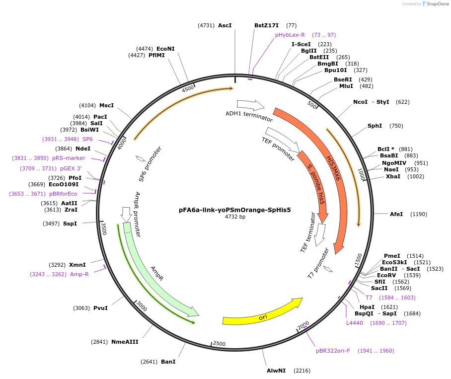 44856-plasmid-map-sequence-id-62042