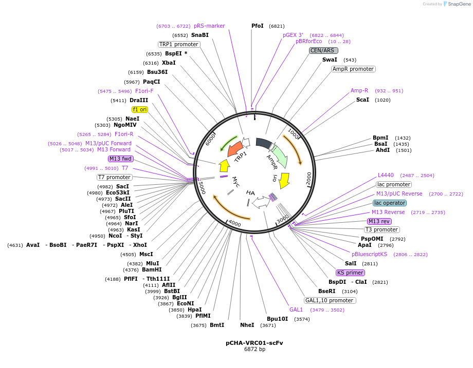 44874-plasmid-map-sequence-id-62118