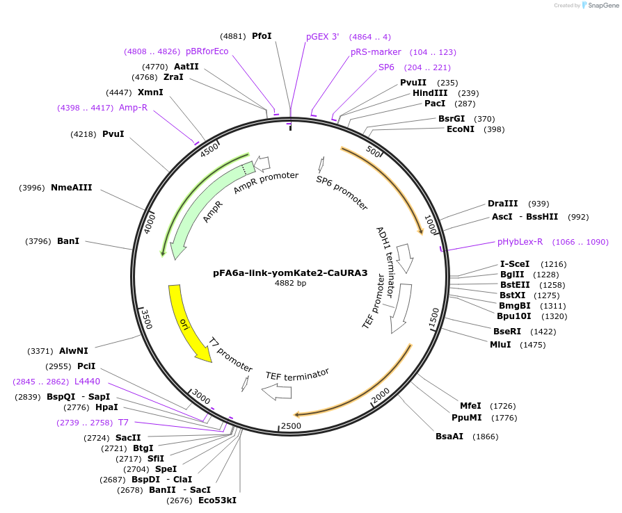 44878-plasmid-map-sequence-id-62123