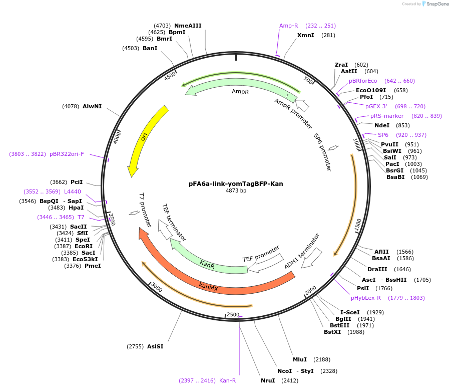 44898-plasmid-map-sequence-id-62145