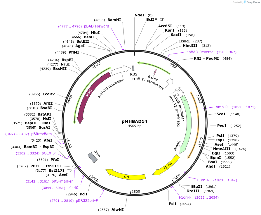 42304-plasmid-map-sequence-id-62157