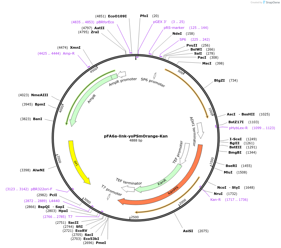 44951-plasmid-map-sequence-id-62223