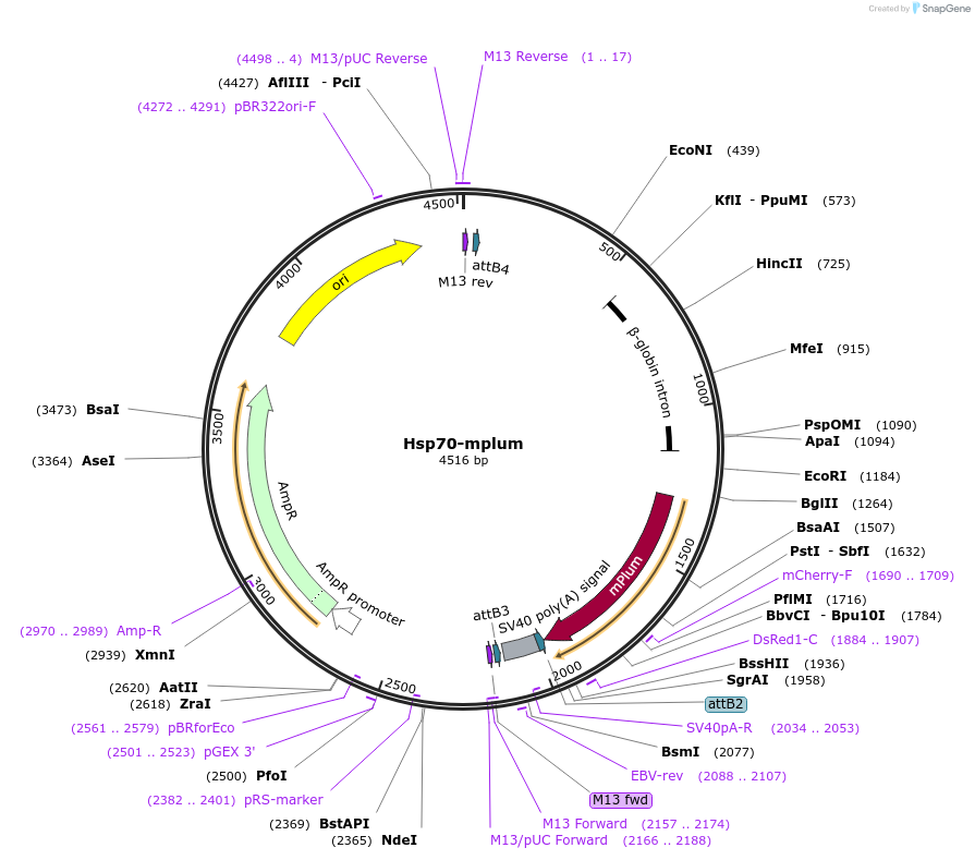 45016-plasmid-map-sequence-id-62298