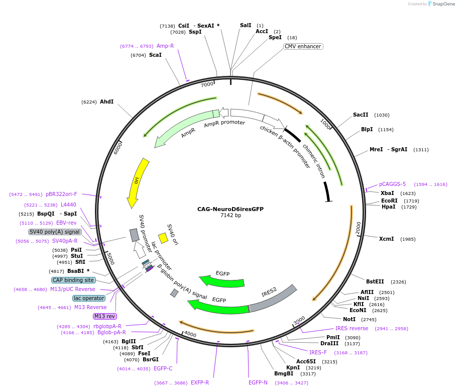 45027-plasmid-map-sequence-id-62344