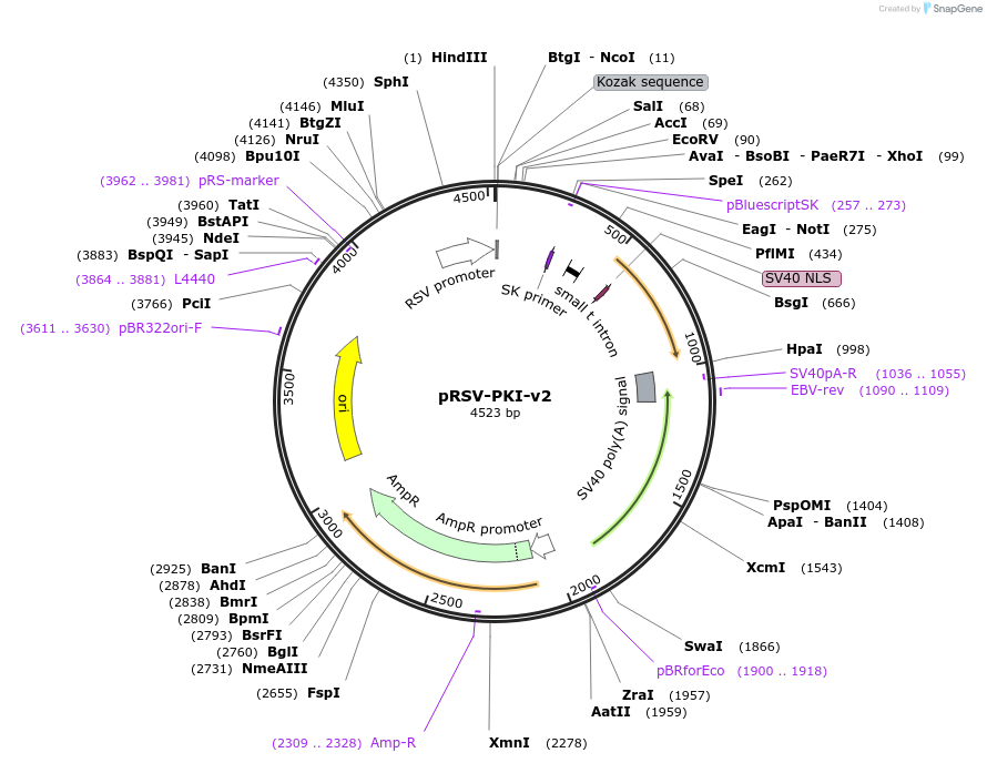 45066-plasmid-map-sequence-id-62500