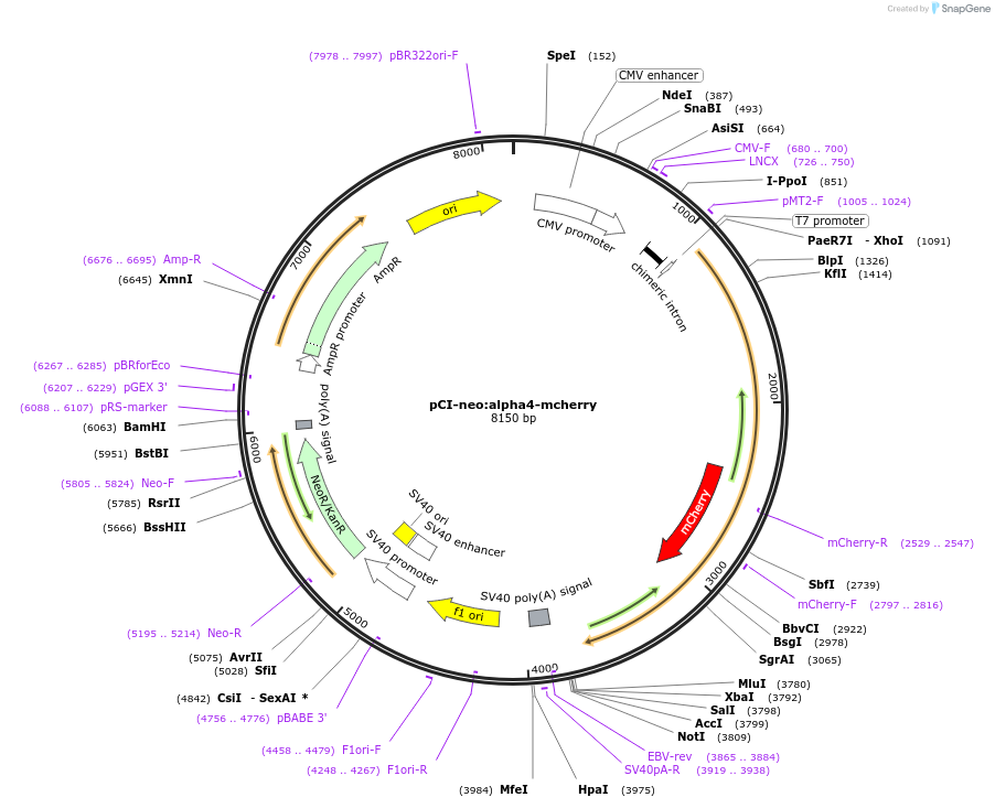 45073-plasmid-map-sequence-id-62577
