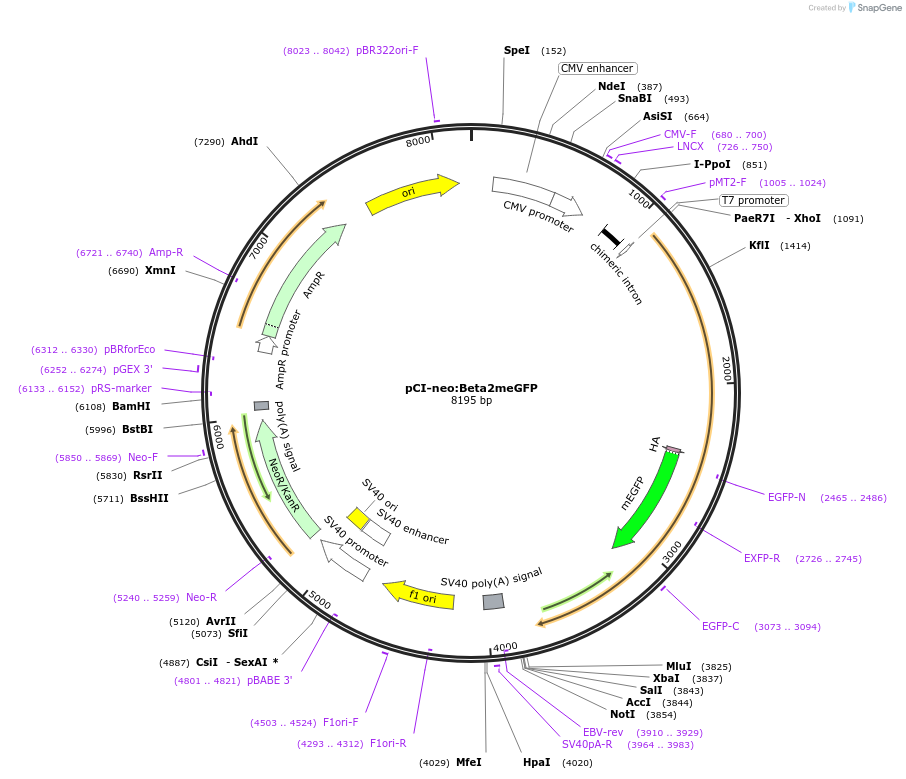 45096-plasmid-map-sequence-id-62593